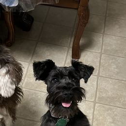 Boxers, Miniature Australian Shepherds, and Miniature Schnauzers from Branton Farms (Mini Schnauzers, Boxers and Mini Aussies)
