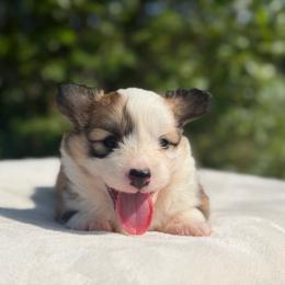Magnolia - Red female Pembroke Welsh Corgi puppy in Fairchild, Wisconsin from Reigning Corgis