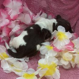 Smores - Piebald female Dachshund puppy in Bradenton, Florida from Leah’s Suncoast Doxies