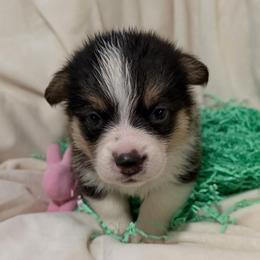 Echo - Black and tan female Pembroke Welsh Corgi puppy in Magnolia, Texas from Wiggle Ranch Corgis