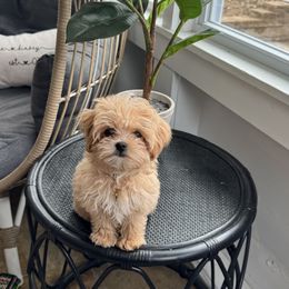 Goldendoodle, Maltipoo, and Yorkipoo Puppies from Doodle Pups Fur-Ever