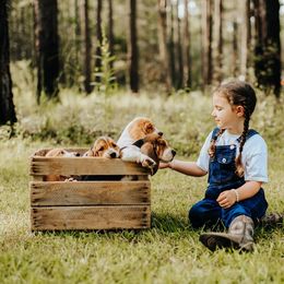 Basset Hound Puppies from Greene Acres Bassets