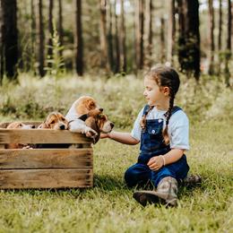 Basset Hound Puppies from Greene Acres Bassets