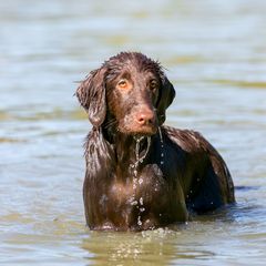Flat-Coated Retriever All Grown Up from Shayna Flat-Coated Retrievers