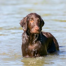 Flat-Coated Retriever All Grown Up from Shayna Flat-Coated Retrievers