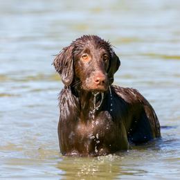 Flat-Coated Retriever All Grown Up from Shayna Flat-Coated Retrievers
