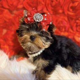 Bella - Blue and gold female Yorkshire Terrier puppy in Daggett, Michigan from Hetzel’s Enchanted Yorkies (Michigan)