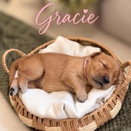 Gracie - Golden female Golden Retriever puppy in San Bernardino, California from Thegoldendreams1