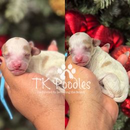 Monty - Parti male Poodle puppy in Belleville, New Jersey from TK Poodles
