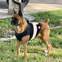 Jackie - Boxer