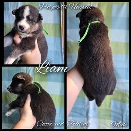 Liam - Black and white male Siberian Husky puppy in Bloomfield, Indiana from Paiges lil huskies