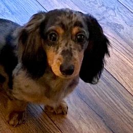 Dachshunds from Andi’s Adorable Dachshunds