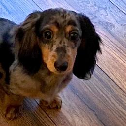 Dachshunds from Andi’s Adorable Dachshunds
