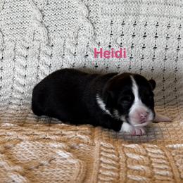 Heidi - Black and tan female Pembroke Welsh Corgi puppy in Creston, Iowa from GSF Pembroke Welsh Corgis