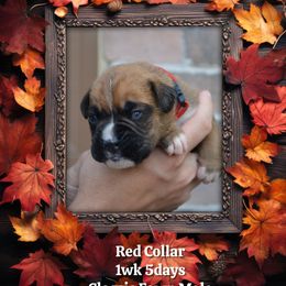 Red - Fawn male Boxer puppy in Spring, Texas from Sanchez Boxers