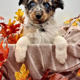 Tillie - Blue merle female Aussiedoodle puppy in Austin, Texas from Doodles of Central Texas