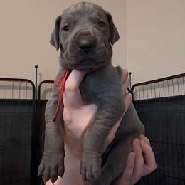 Icon - Blue male Great Dane puppy in Edwardsville, Illinois from Giants and Munchkins