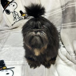 Black and tan baby boy - Black and tan male Shih Tzu puppy in Catonsville, Maryland from Becraft's Shih Tzu of Valhalla