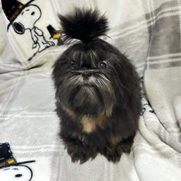 Black and tan baby boy - Black and tan male Shih Tzu puppy in Catonsville, Maryland from Becraft's Shih Tzu of Valhalla