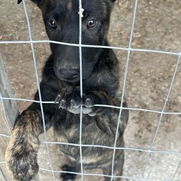 Belgian Malinois and Dutch Shepherd Puppies from Mercy Kennels