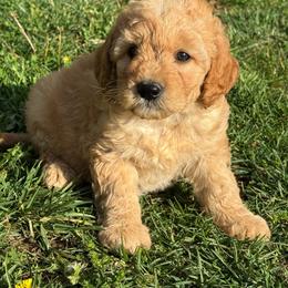 Atlas - Apricot male Goldendoodle puppy in Lancaster, Kentucky from Dream Paws Puppies, LLC