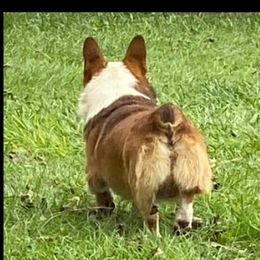 Pembroke Welsh Corgi All Grown Up from Eclipseann