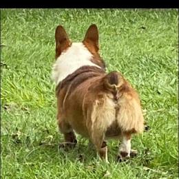 Pembroke Welsh Corgi All Grown Up from Eclipseann