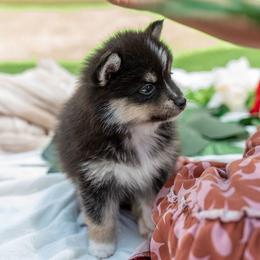 Penelope - Tri-color female Pomsky puppy in Spring City, Pennsylvania from Pomsky Power Puppies