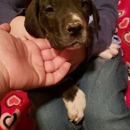 Great Dane Puppies from HCC Great Danes