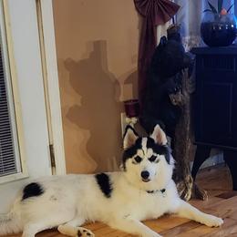 Siberian Husky Puppies from Royal Siberian AKC Huskies