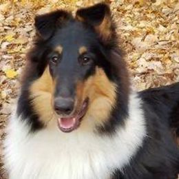 Collie All Grown Up from Caleb’s Collies