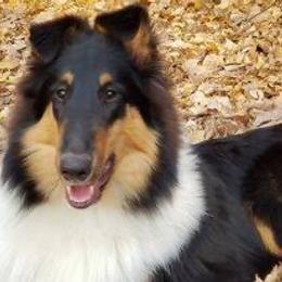 Collie All Grown Up from Caleb’s Collies