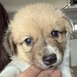 Bear - Sable male Pembroke Welsh Corgi puppy in Riverside, California from Four Aces Corgis