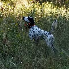 Rocky - English Setter