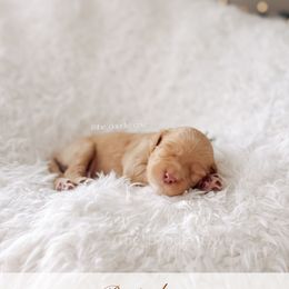 Partridge - 12 Days of Christmas - Apricot male Goldendoodle puppy in Syracuse, Indiana from The Doodle Cove