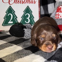 Louie - Chocolate and tan male Dachshund puppy in Hortense, Georgia from Willow’s Legacy
