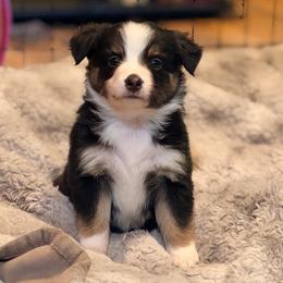 Lilly - Black tri female Miniature Australian Shepherd puppy in Harpers Ferry, West Virginia from Carter's Cuties