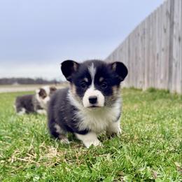 Arctic Fox - Black and tan female Pembroke Welsh Corgi puppy in Ashland, Ohio from SS Australian Shepherds