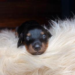 Sprig - Black and tan male Dachshund puppy in Washburn, Tennessee from Clinch Mountain Dachshunds