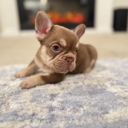 French Bulldog Puppies from Frenchie Envy Puppies