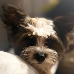 Casper - Parti male Yorkshire Terrier puppy in Hope, Indiana from DJ Yorkies