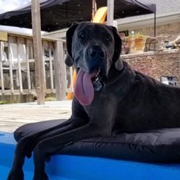 Great Danes from Southland Farms