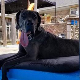 Great Danes from Southland Farms