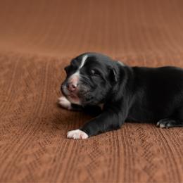 Chai - Black tri-color female Australian Shepherd puppy in Kathleen, Georgia from CM Farm