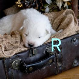 Light Blue - White male Samoyed puppy in Salem, Utah from Happy Valley Sammies