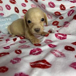 Chloe - Cream female Dachshund puppy in Lake City, Florida from My Ditzy Doxies of Florida