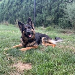 Everest - German Shepherd