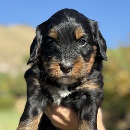 Paisley - Tri-color female Bernedoodle puppy in Yuciapa, California from AlltheDoodlez_
