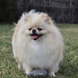 Tipsy - Pomeranian