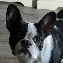 French Bulldogs, Shihpoos, and Shih Tzus from A&A Kennels
